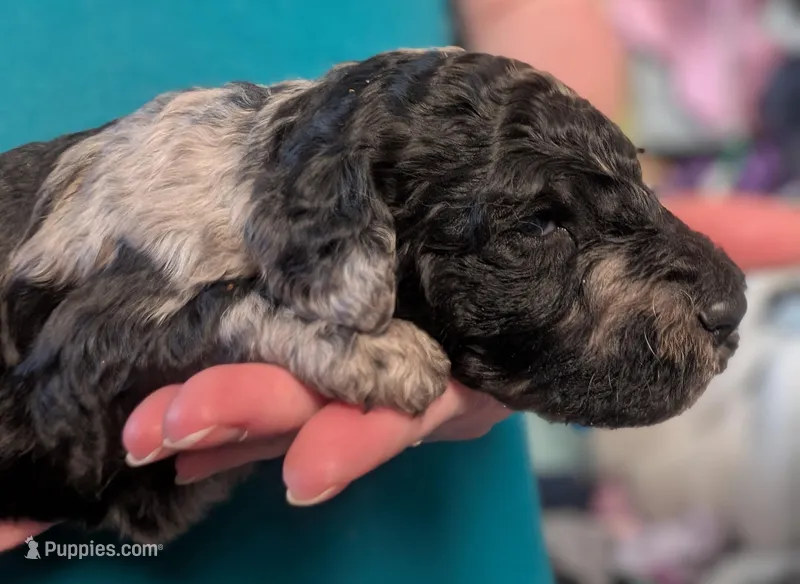 AKC MERLE GIRL – Poodle - Multi-Colored Standard puppy for sale in Lebanon, OR