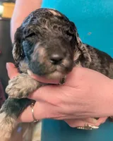 AKC MERLE GIRL, a female Poodle - Multi-Colored Standard for sale in Lebanon, OR – 4 of 4
