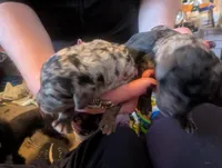 AKC MERLE GIRL, a female Poodle - Multi-Colored Standard for sale in Lebanon, OR – 3 of 4