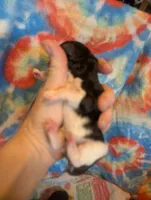 AKC tri color tuxedo , a female Poodle - Toy  for sale in Lebanon, OR – 2 of 2
