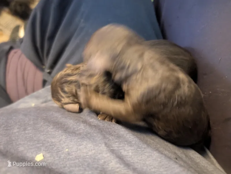 AKC BROWN PHANTOM BOY – Poodle - Multi-Colored Standard puppy for sale in Lebanon, OR