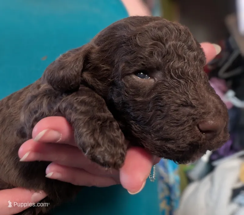 AKC BROWN PHANTOM BOY – Poodle - Multi-Colored Standard puppy for sale in Lebanon, OR