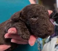 AKC BROWN PHANTOM BOY, a male Poodle - Multi-Colored Standard for sale in Lebanon, OR – 1 of 1
