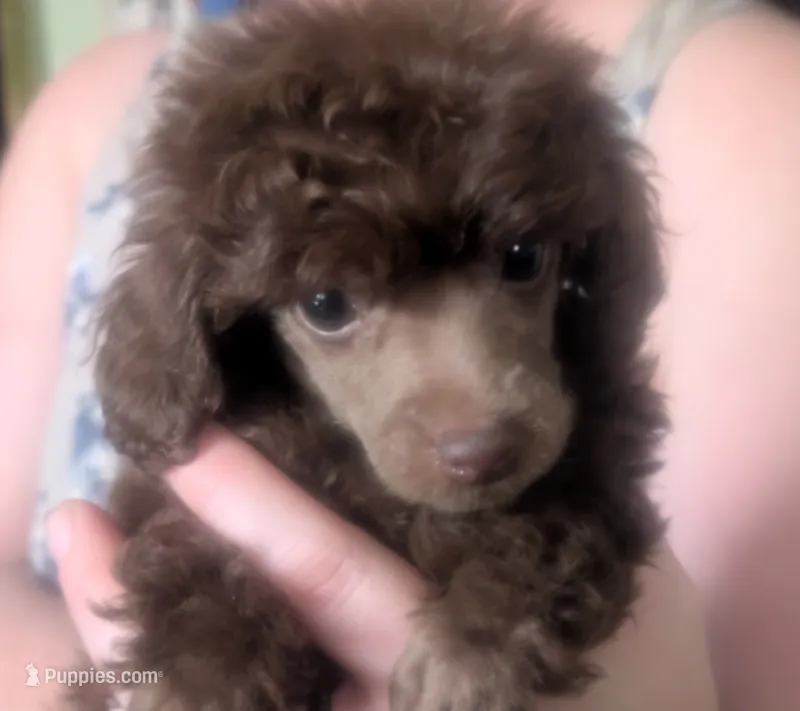 Solid brown boy AKC – Poodle - Toy  puppy for sale in Lebanon, OR