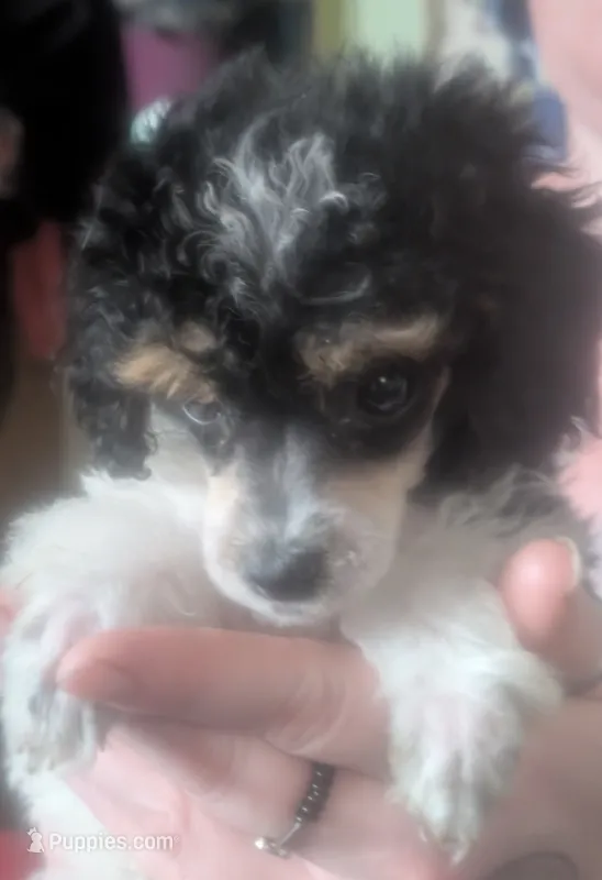 AKC tri color tuxedo  – Poodle - Toy  puppy for sale in Lebanon, OR