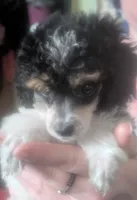 AKC tri color tuxedo , a female Poodle - Toy  for sale in Lebanon, OR – 1 of 2