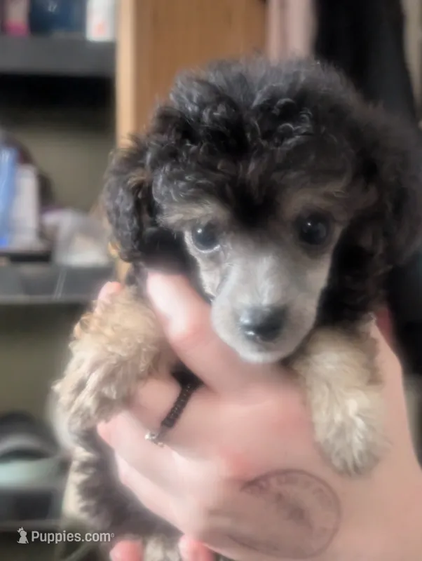 Black phantom AKC – Poodle - Toy  puppy for sale in Lebanon, OR
