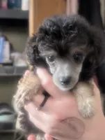 Black phantom AKC, a female Poodle - Toy  for sale in Lebanon, OR – 1 of 3