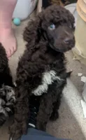 Abstract brown boy AKC, a male Poodle - Standard  for sale in Lebanon, OR – 1 of 4