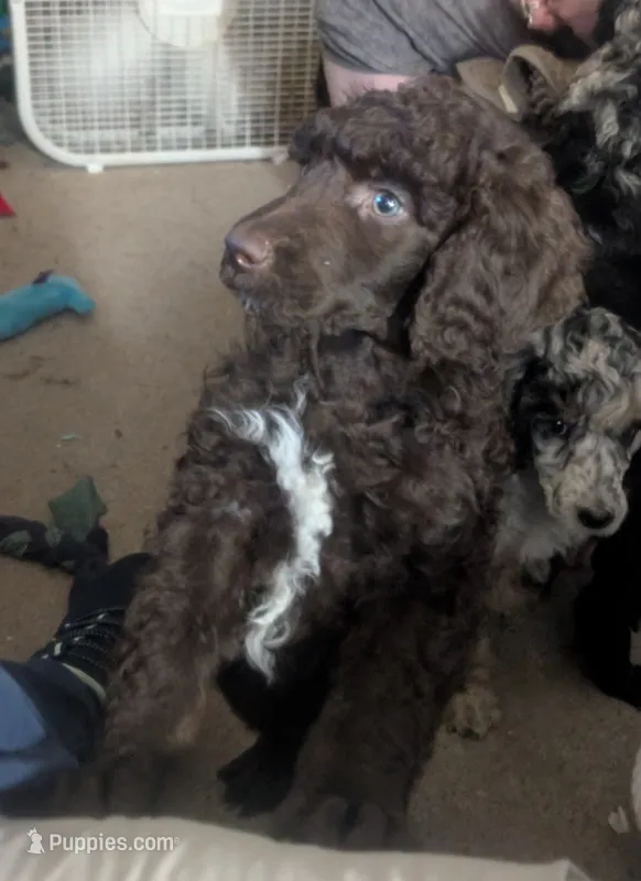 AKC BROWN PHANTOM BOY – Poodle - Multi-Colored Standard puppy for sale in Lebanon, OR