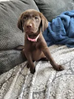 Light Pink, a female Labrador Retriever for sale in Arizona City, AZ – 3 of 8