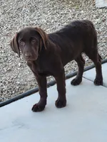 Light Blue, a female Labrador Retriever for sale in Arizona City, AZ – 4 of 10