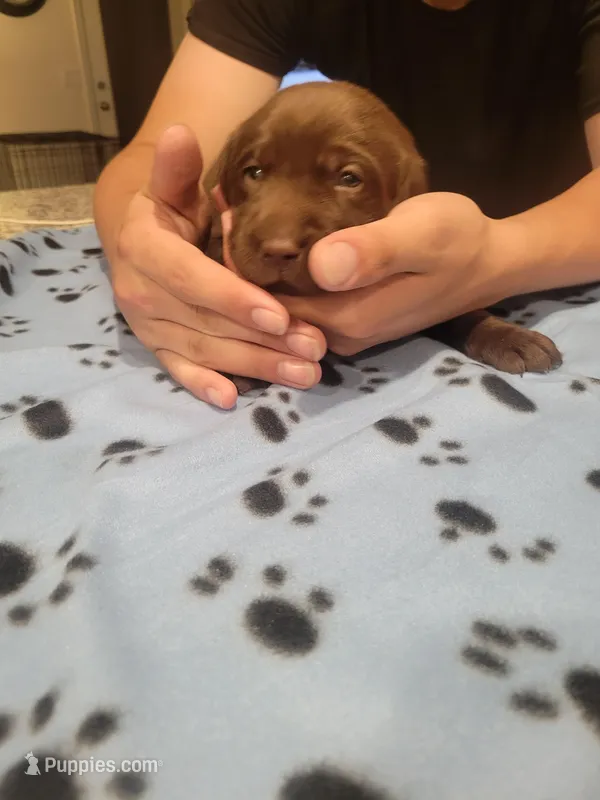 Choco male – Labrador Retriever puppy for sale in Arizona City, AZ