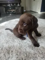 Dark Blue, a male Labrador Retriever for sale in Arizona City, AZ – Photo 4 of 8