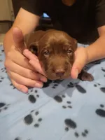 Choco male, a male Labrador Retriever for sale in Arizona City, AZ – Photo 2 of 2