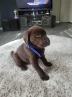 Dark Blue, a male Labrador Retriever for sale in Arizona City, AZ – Photo 3 of 8