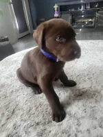 Dark Blue, a male Labrador Retriever for sale in Arizona City, AZ – Photo 2 of 8