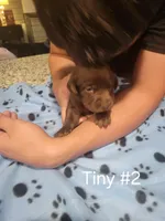 Tiny #2, a female Labrador Retriever for sale in Arizona City, AZ – Photo 2 of 6