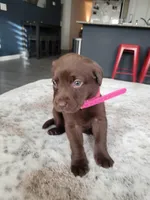 Dark Pink, a female Labrador Retriever for sale in Arizona City, AZ – Photo 4 of 7