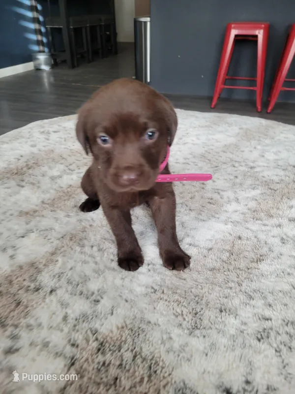 Dark Pink – Labrador Retriever puppy for sale in Arizona City, AZ