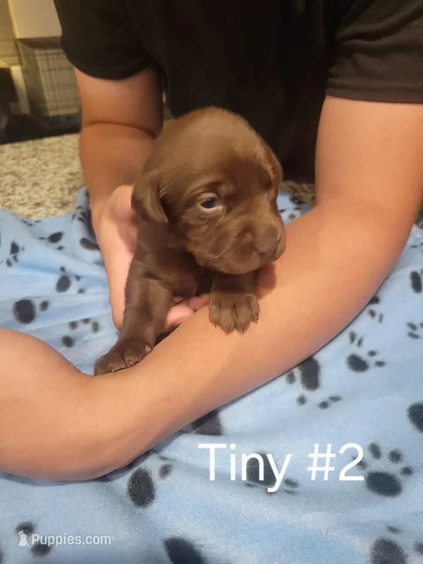 Tiny #2 – Labrador Retriever puppy for sale in Arizona City, AZ