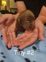 Tiny #2, a female Labrador Retriever for sale in Arizona City, AZ – Photo 4 of 6