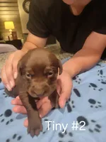 Tiny #2, a female Labrador Retriever for sale in Arizona City, AZ – Photo 3 of 6