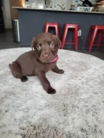 Dark Pink, a female Labrador Retriever for sale in Arizona City, AZ – Photo 2 of 7
