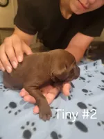 Tiny #2, a female Labrador Retriever for sale in Arizona City, AZ – Photo 5 of 6