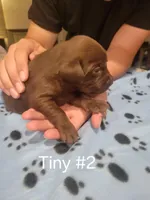 Tiny #2, a female Labrador Retriever for sale in Arizona City, AZ – Photo 6 of 6