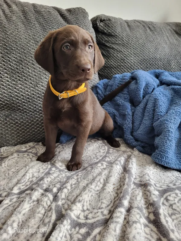 Yellow – Labrador Retriever puppy for sale in Arizona City, AZ