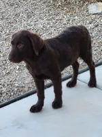 Light Blue, a female Labrador Retriever for sale in Arizona City, AZ – 7 of 10