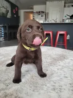 Yellow, a female Labrador Retriever for sale in Arizona City, AZ – Photo 3 of 7