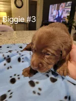 Biggie #3, a female Labrador Retriever for sale in Arizona City, AZ – Photo 4 of 7