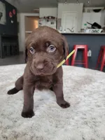 Yellow, a female Labrador Retriever for sale in Arizona City, AZ – Photo 5 of 7