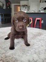 Yellow, a female Labrador Retriever for sale in Arizona City, AZ – Photo 4 of 7