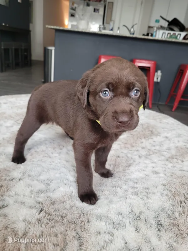Yellow – Labrador Retriever puppy for sale in Arizona City, AZ