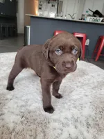 Yellow, a female Labrador Retriever for sale in Arizona City, AZ – Photo 1 of 7