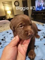 Biggie #3, a female Labrador Retriever for sale in Arizona City, AZ – Photo 3 of 7