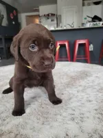 Yellow, a female Labrador Retriever for sale in Arizona City, AZ – Photo 2 of 7