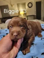 Biggie #3, a female Labrador Retriever for sale in Arizona City, AZ – Photo 5 of 7