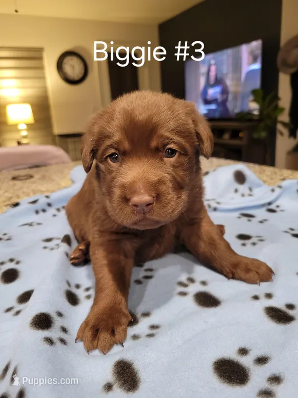 Biggie #3 – Labrador Retriever puppy for sale in Arizona City, AZ
