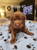 Biggie #3, a female Labrador Retriever for sale in Arizona City, AZ – Photo 1 of 7