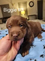 Biggie #3, a female Labrador Retriever for sale in Arizona City, AZ – Photo 6 of 7