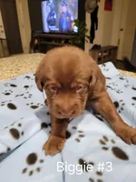 Biggie #3, a female Labrador Retriever for sale in Arizona City, AZ – Photo 7 of 7