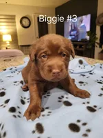 Biggie #3, a female Labrador Retriever for sale in Arizona City, AZ – Photo 2 of 7