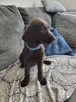 Light Blue, a female Labrador Retriever for sale in Arizona City, AZ – 5 of 10