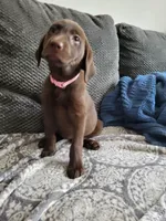 Light Pink, a female Labrador Retriever for sale in Arizona City, AZ – 4 of 8