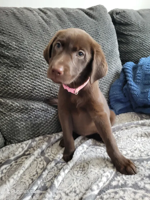 Light Pink – Labrador Retriever puppy for sale in Arizona City, AZ