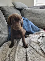 Yellow, a female Labrador Retriever for sale in Arizona City, AZ – 4 of 10